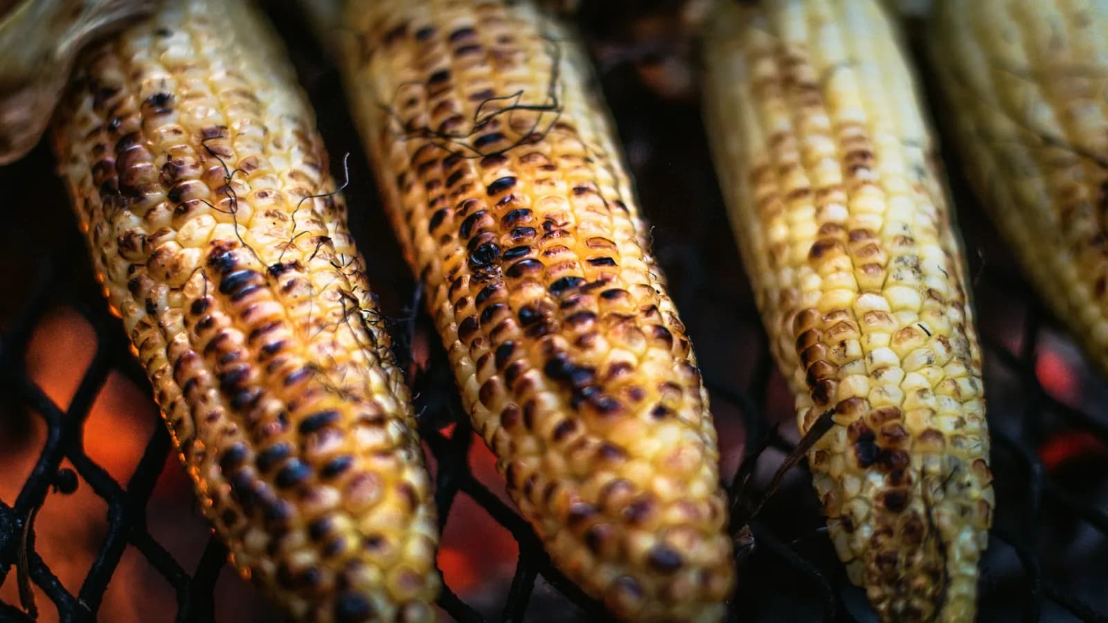 Mazorcas de maíz asadas a la brasa estilo elote, untadas con mayonesa-lima, queso cotija desmenuzado, chile en polvo y cilantro, sobre la rejilla de un kamado.